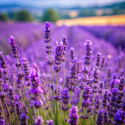 Similar image 22534511