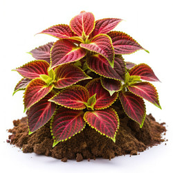 Similar image 22533433