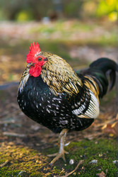 Similar image 22535068