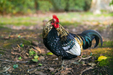 Similar image 22535072