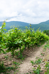 Similar image 22535155