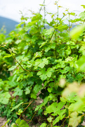 Similar image 22535182