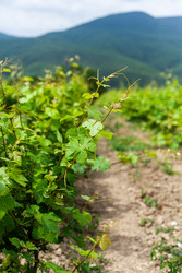 Similar image 22535198