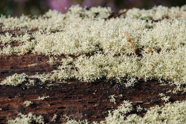 Similar image 22555952