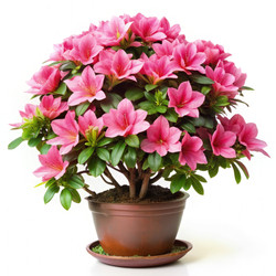 Similar image 22555284