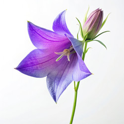 Similar image 22556957