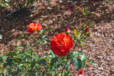 Similar image 22553616