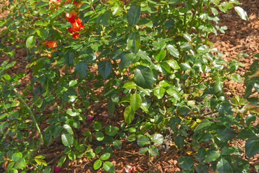 Similar image 22553617