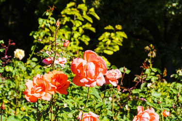 Similar image 22562873