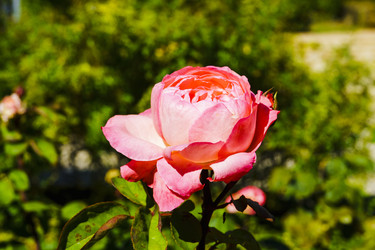 Similar image 22591261