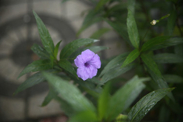 Similar image 22556028