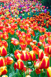 Similar image 22587450