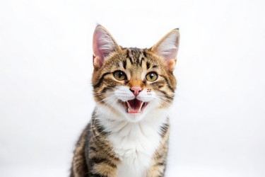 Similar image 22584481