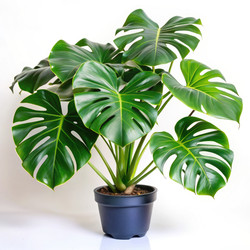 Similar image 22578904