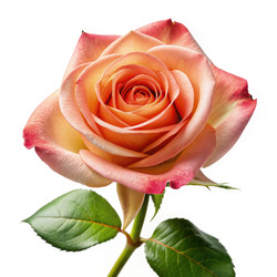 Similar image 22578830