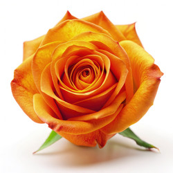 Similar image 22578936