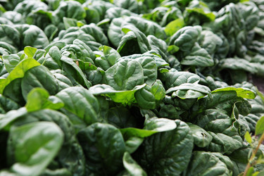 Similar image 22562084