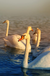 Similar image 22560343