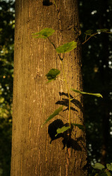 Similar image 22590030