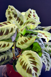 Similar image 22577572