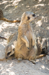 Similar image 22593156