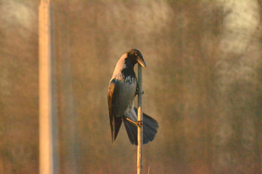 Similar image 22594532