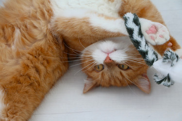 Similar image 22597038