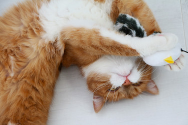 Similar image 22597039