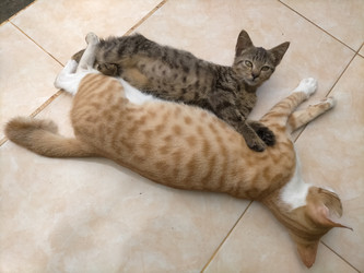 Similar image 22602029