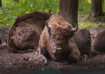 Similar image 22621654