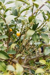 Similar image 22620981