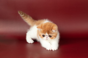 Similar image 22621172