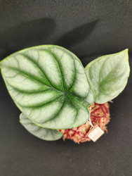 Similar image 22596949