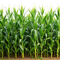 Similar image 22599090