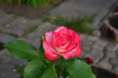 Similar image 22595152