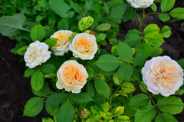 Similar image 22596912