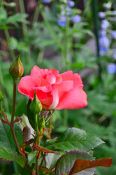 Similar image 22596914