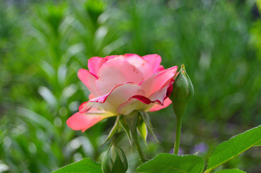 Similar image 22596916