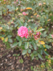 Similar image 22597561