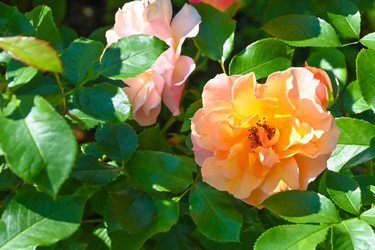 Similar image 22596877