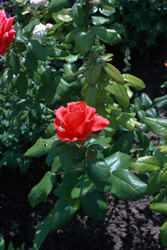 Similar image 22600113