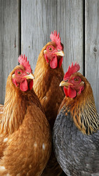 Similar image 22620514