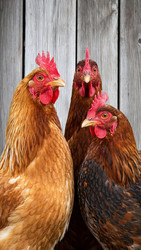 Similar image 22607996