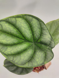 Similar image 22599745