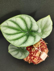 Similar image 22599746