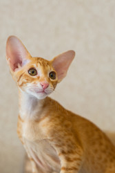 Similar image 22597532