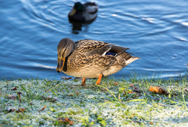 Similar image 22602068