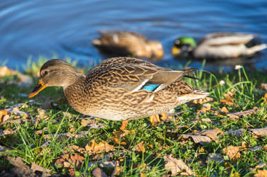 Similar image 22602175