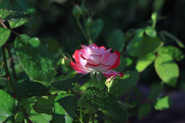 Similar image 22602994