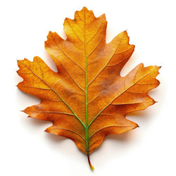 Similar image 22625812